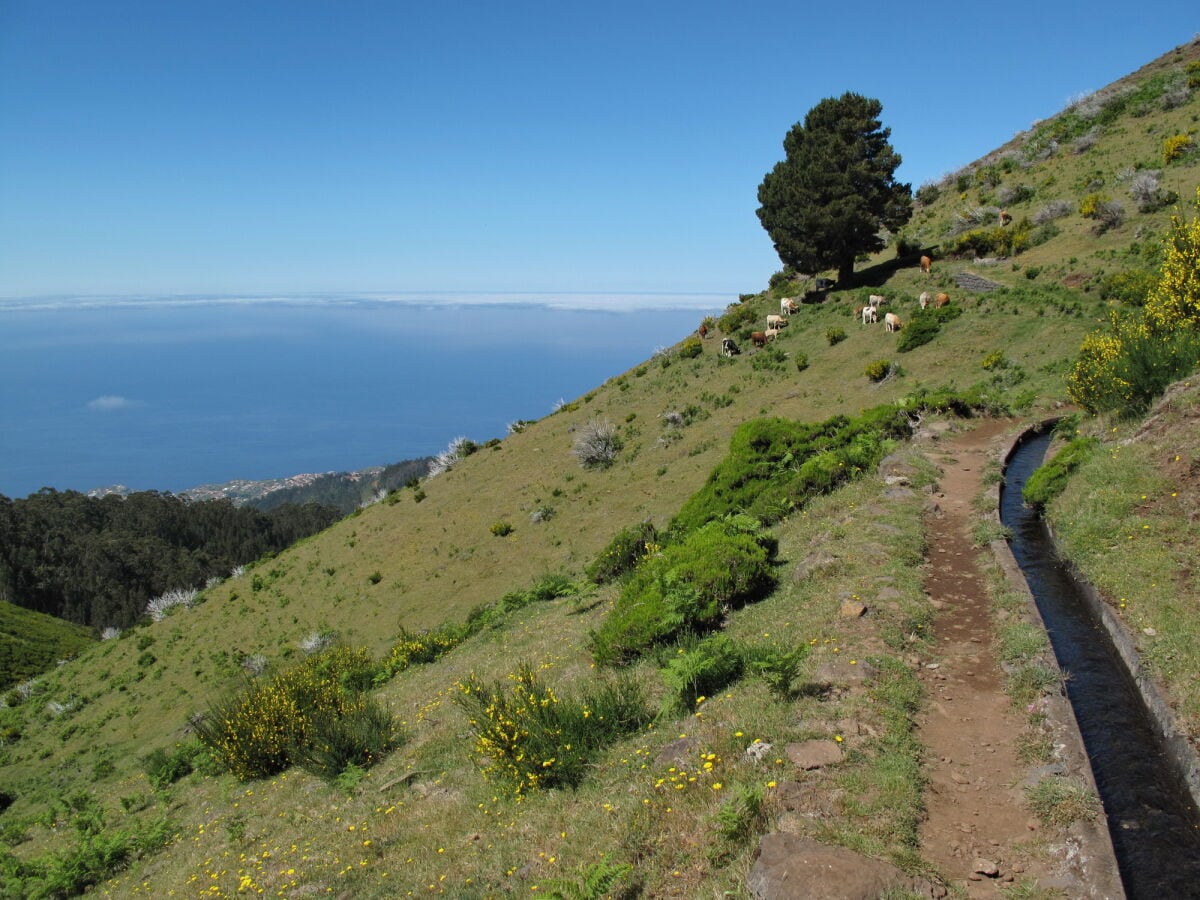 Wanderweg entlang einer Levada in unserer Nähe