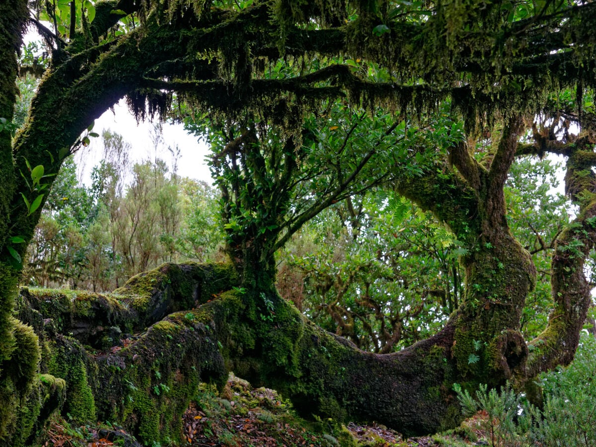 unberührte Natur im "Feenwald" Fanal