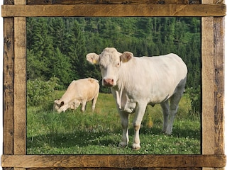 Kühe in der Nachbarschaft