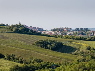 Appartamento per vacanze Brtonigla Ambiente 61