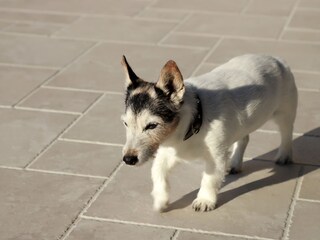 Villa Kornić Ambiente 39