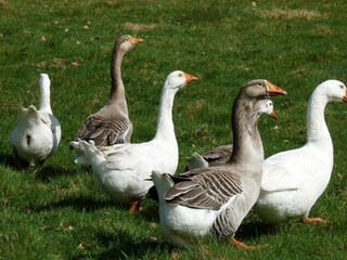 Maison de vacances Beernem Environnement 38