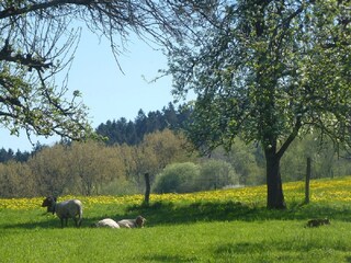 Appartamento per vacanze Olpe Ambiente 38