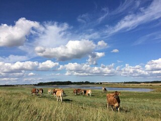 Vakantiehuis Assens  33