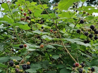 Vakantiehuis Sæby  30