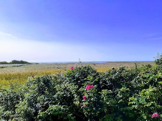 Ferienhaus Stauning Außenaufnahme 8