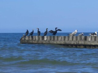 Bungaló Rowy Entorno 32