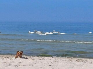 Bungalow Rowy Ambiente 29