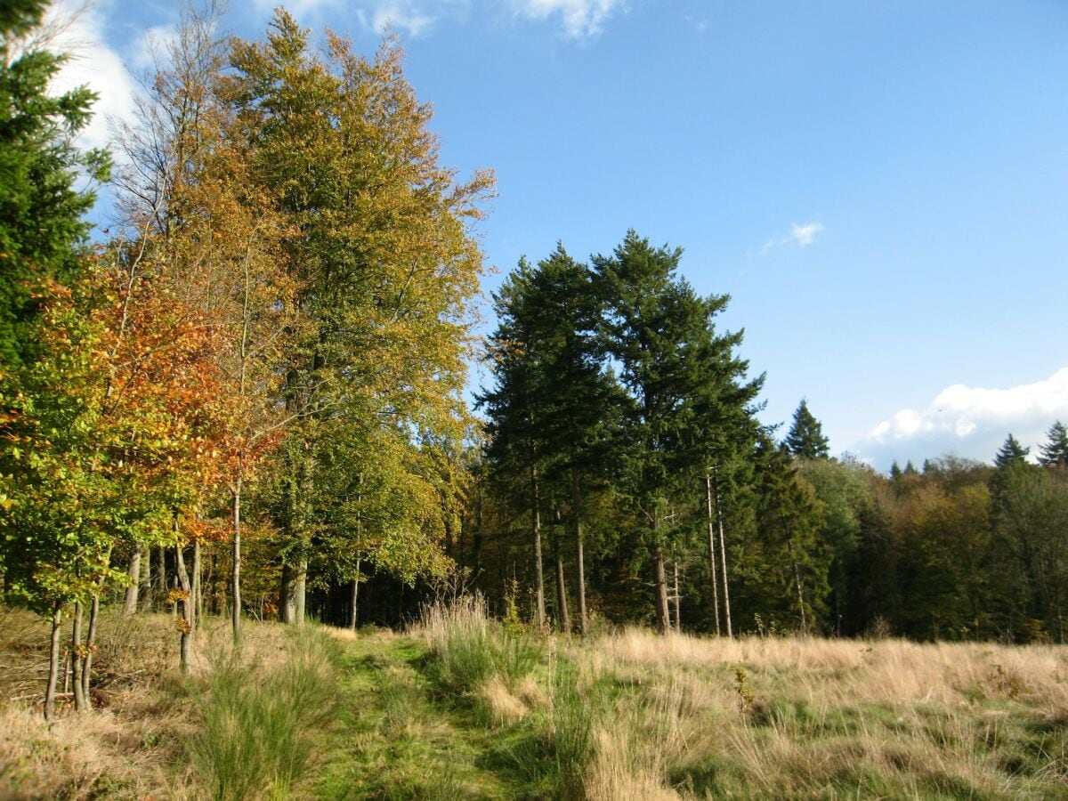 Ferienhaus La Roche-en-Ardenne Umgebung 18