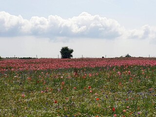 Casa per le vacanze Hejlsminde  14