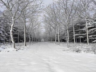 Chalet Gouvy Omgeving 17