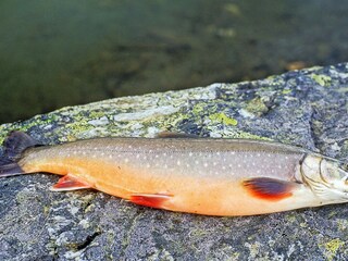 Holiday house Nord-Norwegen  15