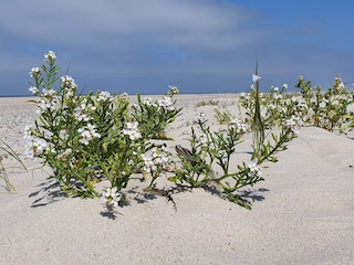 Ferienhaus Henne Strand  17