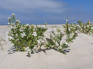 Vakantiehuis Henne Strand  17