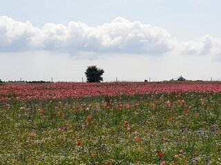 Maison de vacances Hejlsminde  17