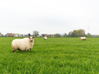 Ferienhaus Maarkedal Umgebung 33