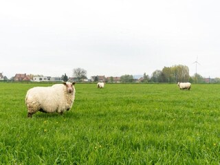 Vakantiehuis Maarkedal Omgeving 35