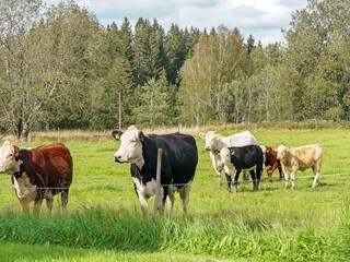Maison de vacances Bullaren  4