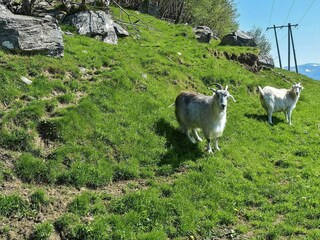 Appartamento Tysnes  6