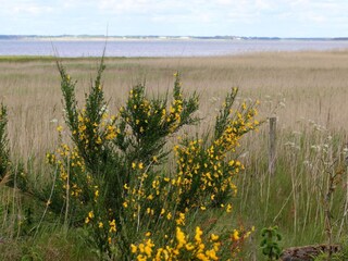 Ferienhaus Henne Strand  17