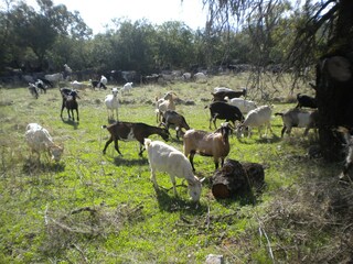 Vakantiehuis Leonidio Omgeving 23