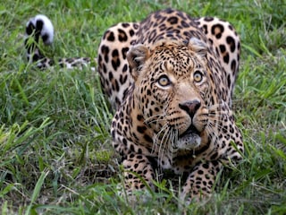 Apartment Trois-Ponts Umgebung 19