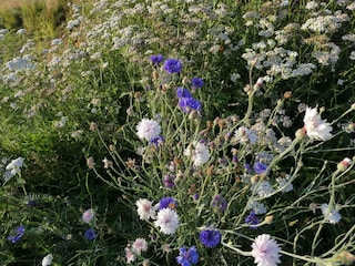 Maison de vacances Hjarbæk  37