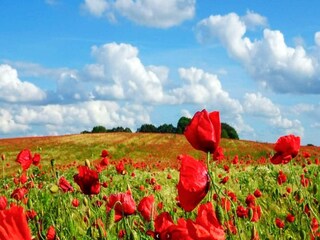 Vakantiehuis Kelstrup Strand  10