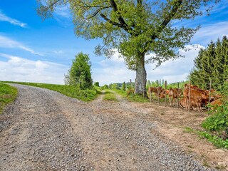 Casa vacanze Rendeux Ambiente 33