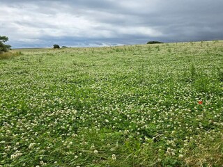 Maison de vacances Reersø  11