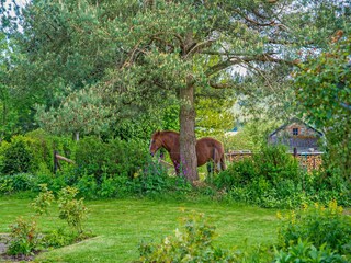 Vakantiehuisje Vielsalm Omgeving 30