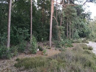 Chalet Rheezerveen Environnement 34