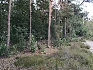 Chalet Rheezerveen Umgebung 37