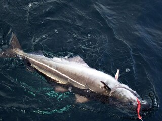 Maison de vacances Rebbenes  29