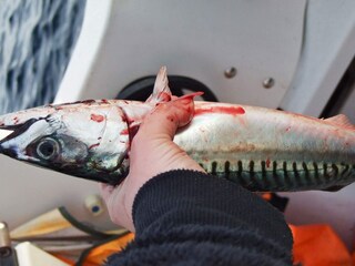 Maison de vacances Rebbenes  17