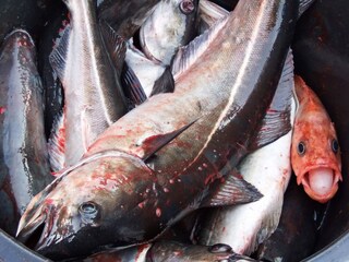 Maison de vacances Rebbenes  21