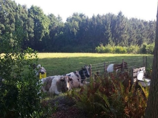 Vakantiehuis Hoeven Omgeving 31
