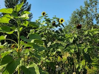 Vakantiehuis Rodenäs  31