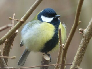 Ferienhaus Javingue  36