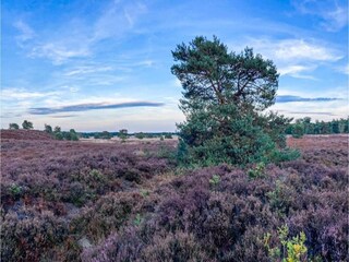 Casa de vacaciones Putten Entorno 33