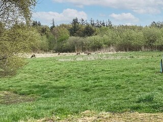 Vakantiehuis Ørding  22
