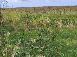 Maison de vacances Fjand  21