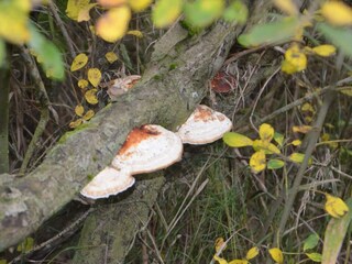 Vakantiehuis Bredebro  10