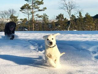 Vakantiehuis Treungen (Telemark) Buitenaudio-opname 1