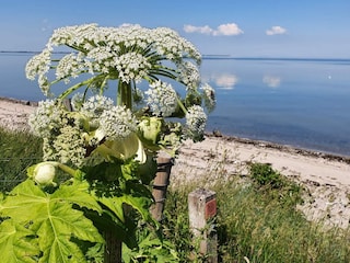 Ferienhaus Glyngøre  35