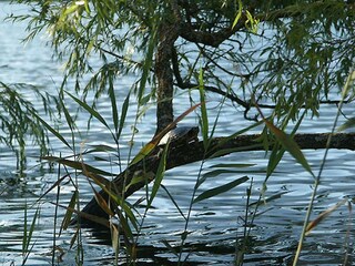 Casa per le vacanze Seeboden Ambiente 22