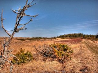 Ferienhaus Rødhus  6