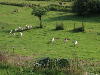 Casa de vacaciones Couvin Grabación al aire libre 8
