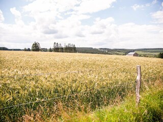 Ferienhaus Lierneux Umgebung 29