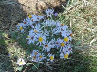 Ferienhaus Havneby  6